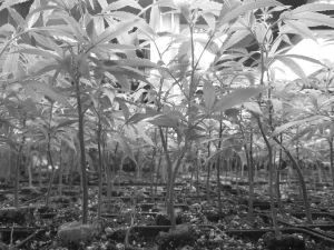 black and white image of marijuana plants